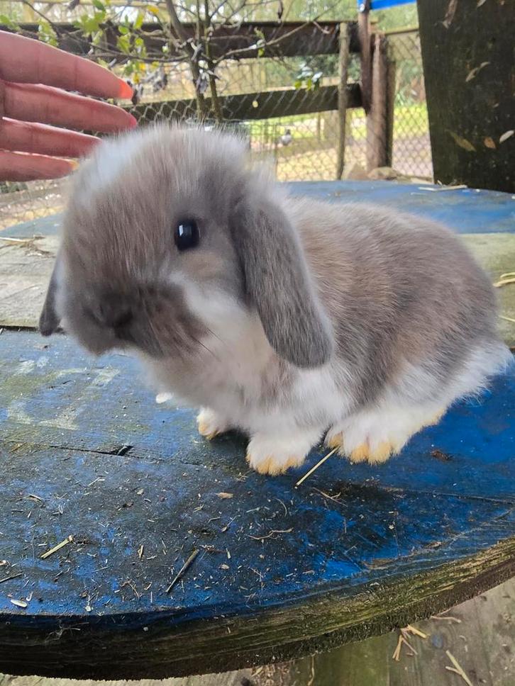 Lief NHD Nederlands hangoordwergje, Dieren en Toebehoren, Konijnen, Dwerg, Mannelijk, Hangoor