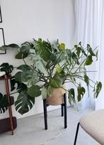 Planten, Huis en Inrichting, Kamerplanten, Ophalen of Verzenden, Minder dan 100 cm