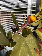 Vijgen kunstboom, Tuin en Terras, Overige soorten, 100 tot 250 cm, Zomer, Ophalen