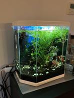 Aquarium 25l incl vissen, Ophalen, Gebruikt, Gevuld zoetwateraquarium