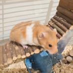 Serysche goudhamster zwanger/drachtig, Dieren en Toebehoren, Knaagdieren, Vrouwelijk, Hamster, Na 1 juli 2024, Tam