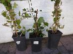 549 3 klimop plante, teveel gekocht, 1 kostte 4,99, Tuin en Terras, Planten | Tuinplanten, Ophalen, Volle zon, Vaste plant, Klimplanten