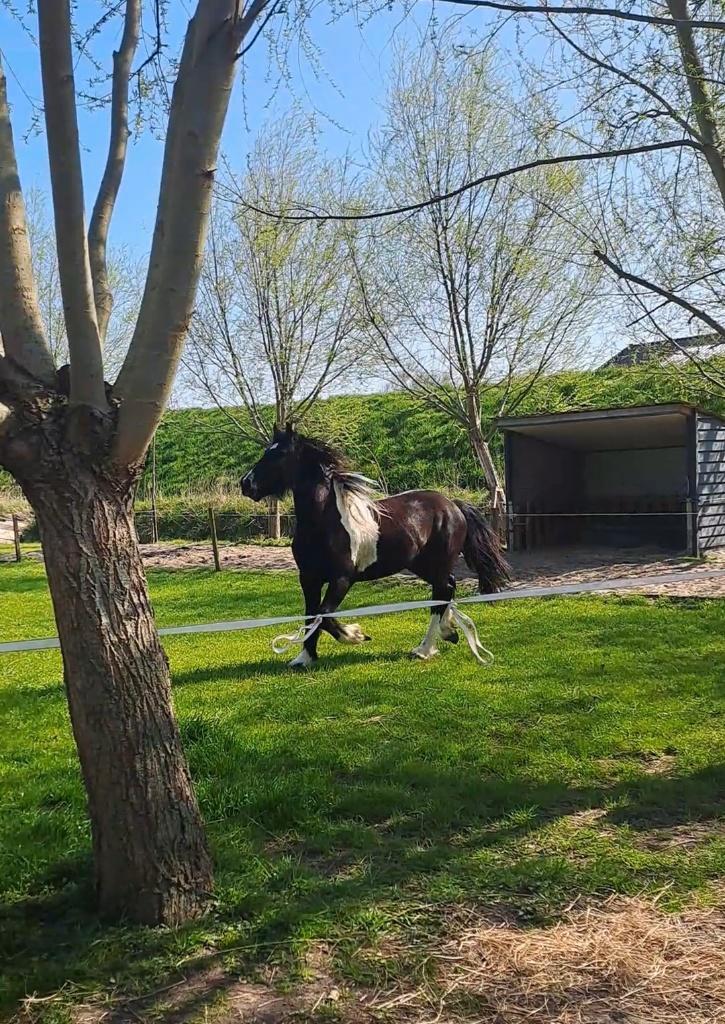 Tinker/fries, Dieren en Toebehoren, Pony's, Hengst, Onbeleerd, E pony (1.48m - 1.57m), Recreatiepony, 0 tot 2 jaar