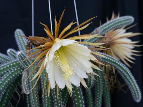 staart cactus - hangcactus - Selenicereus, Huis en Inrichting, Kamerplanten, Cactus, Minder dan 100 cm, Volle zon, Ophalen of Verzenden