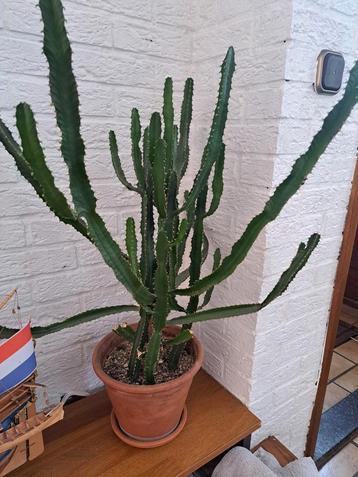 Euphorbia cactus 80cm hoog