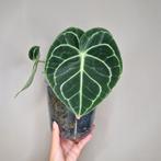 Anthurium Clarinervium, Huis en Inrichting, Kamerplanten, Overige soorten, Minder dan 100 cm, Groene kamerplant, Halfschaduw