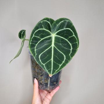 Anthurium Clarinervium  beschikbaar voor biedingen