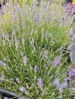 lavendel hidcote, munstead en edelweiss, Tuin en Terras, Planten | Tuinplanten, Vaste plant, Halfschaduw, Zomer, Ophalen