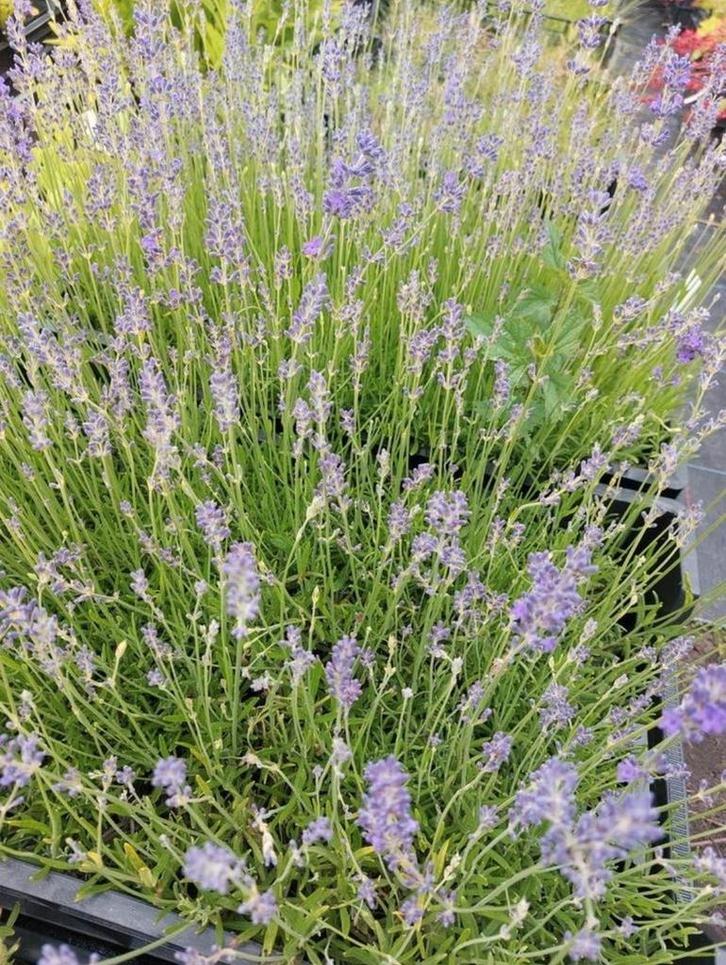 lavendel hidcote, munstead en edelweiss, Tuin en Terras, Planten | Tuinplanten, Vaste plant, Overige soorten, Halfschaduw, Zomer