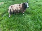 Bonte dekrammen, Dieren en Toebehoren, Schapen, Geiten en Varkens, Mannelijk, Schaap