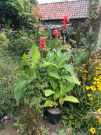 Cannas in pot, Tuin en Terras, Planten | Tuinplanten, Ophalen of Verzenden, Zomer, Overige soorten, Volle zon
