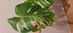 Te koop Monstera mint, Ophalen of Verzenden