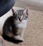 Aanhankelijke kitten 9 weten oud 5* huisje nagekeken door Da, Kater