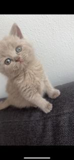 Britsekorthaar kitten, Dieren en Toebehoren, Katten en Kittens | Raskatten | Langhaar, Kater, 0 tot 2 jaar