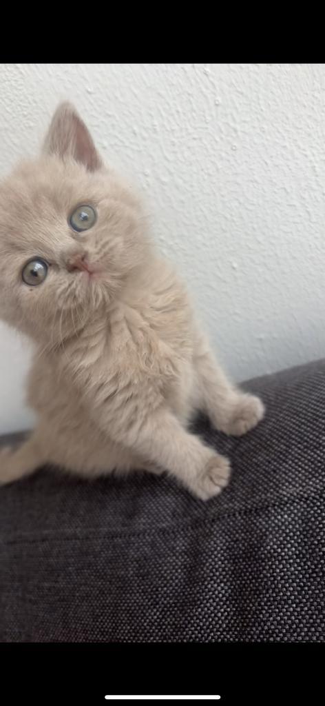 Britsekorthaar kitten, Dieren en Toebehoren, Katten en Kittens | Raskatten | Langhaar, Kater, 0 tot 2 jaar