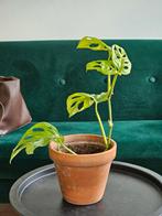 Monstera | kamerplants, Huis en Inrichting, Kamerplanten, Ophalen, Overige soorten, Minder dan 100 cm