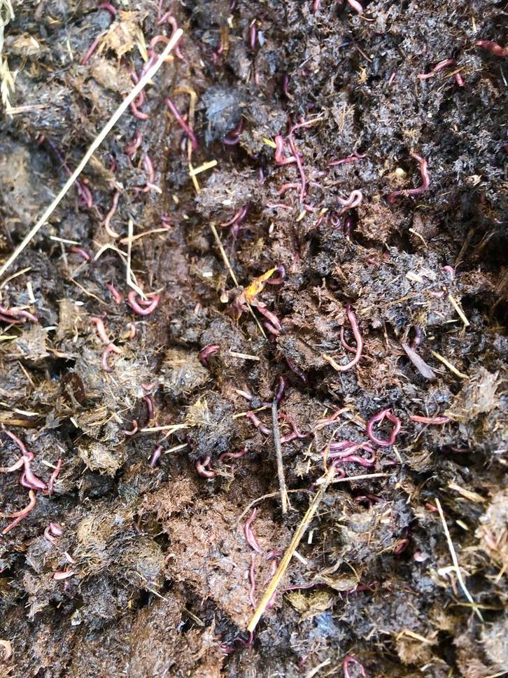 GRATIS Medicatie- en Wormkuur-vrije mest vol pieren!, Tuin en Terras, Aarde en Mest, Ophalen