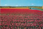 C384 Gelopen ansichtkaart holland bloemenland, Verzamelen, Ansichtkaarten | Nederland, Ophalen of Verzenden, 1980 tot heden, Gelopen