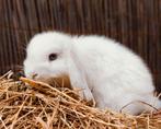 Mini lop x Rex hangoordwerg konijntjes gevaccineerd., Dieren en Toebehoren, Meerdere dieren, Dwerg, Hangoor, 0 tot 2 jaar