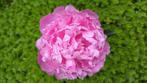 Pioenrozen Mons Jules Elie, Tuin en Terras, Planten | Tuinplanten, Overige soorten, Volle zon, Vaste plant, Ophalen of Verzenden
