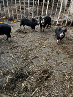 Biggetjes zuiver berkshire, Meerdere dieren, Varken, 0 tot 2 jaar