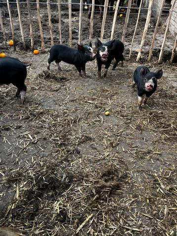 Biggetjes zuiver berkshire beschikbaar voor biedingen