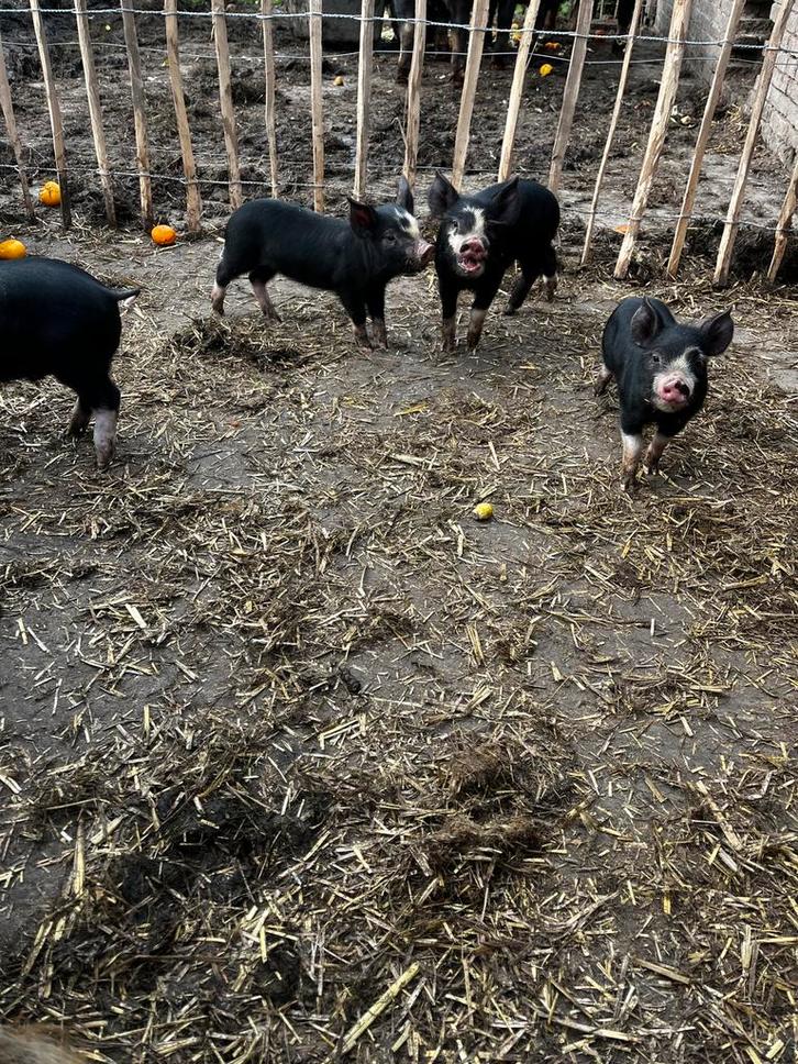 Biggetjes zuiver berkshire, Dieren en Toebehoren, Schapen, Geiten en Varkens, Varken, Meerdere dieren, 0 tot 2 jaar