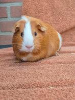 Yuki, 7 maanden jong gladhaar zeugje goud wit lief knuffel, Dieren en Toebehoren, Knaagdieren, Cavia, Februari, Vrouwelijk, Tam