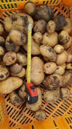 Frieslander aardappelen - Rode uien! Handelsprijs, Ophalen of Verzenden