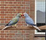 Halsbandparkieten, Meerdere dieren, Parkiet