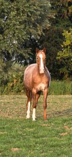Veelbelovende 3-jarige merrie vos snowflake Appaloosa, Dieren en Toebehoren, Dressuurpaard, 3 tot 6 jaar, Onbeleerd, Merrie