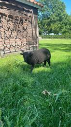 2 Ouesant schapen ram, Dieren en Toebehoren, Schapen, Geiten en Varkens, Mannelijk, Schaap