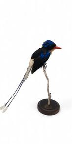 Opgezette Paradijsvogel (ZELDZAAM), Ophalen of Verzenden, Zo goed als nieuw, Vogel, Opgezet dier