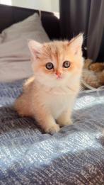 british kortehaar, Dieren en Toebehoren, Katten en Kittens | Raskatten | Korthaar, Kater, Ontwormd