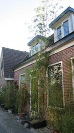 zeer grote bamboeplanten: Phyllostachys Vivax, Tuin en Terras, Planten | Tuinplanten, Ophalen, Volle zon, Vaste plant, Siergrassen