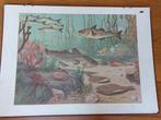 Oude schoolplaat op karton, Antiek en Kunst, Antiek | Schoolplaten, Ophalen, Natuur en Biologie