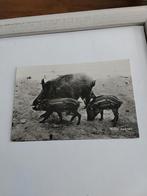 WILDE ZWIJNEN. 1961, Ophalen of Verzenden, 1960 tot 1980