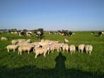 best ontwikkelde texelse ramlammeren, Dieren en Toebehoren, Schapen, Geiten en Varkens, Meerdere dieren, Schaap, 0 tot 2 jaar