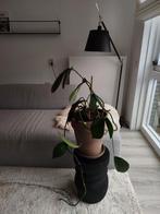 Philodendron Ichthus kamerplant hang Inc pot & schotel, Ophalen, Halfschaduw, Minder dan 100 cm