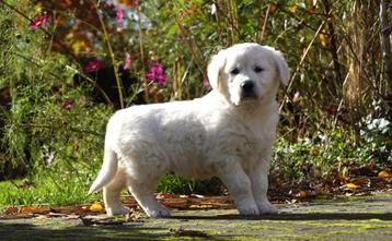 Lief sociale Golden Retriever pups Ouders met stamboom beschikbaar voor biedingen