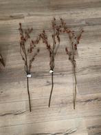 Plumberry takken, Ophalen of Verzenden, Zo goed als nieuw