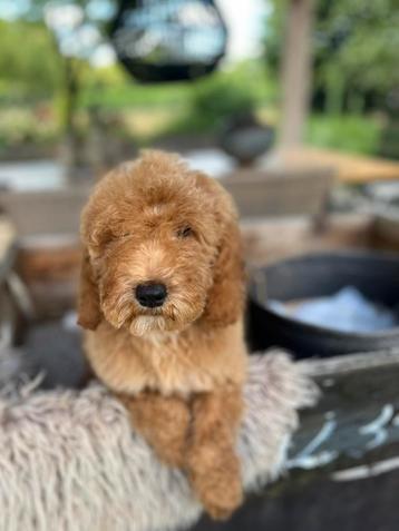 Labradoodle beschikbaar voor biedingen