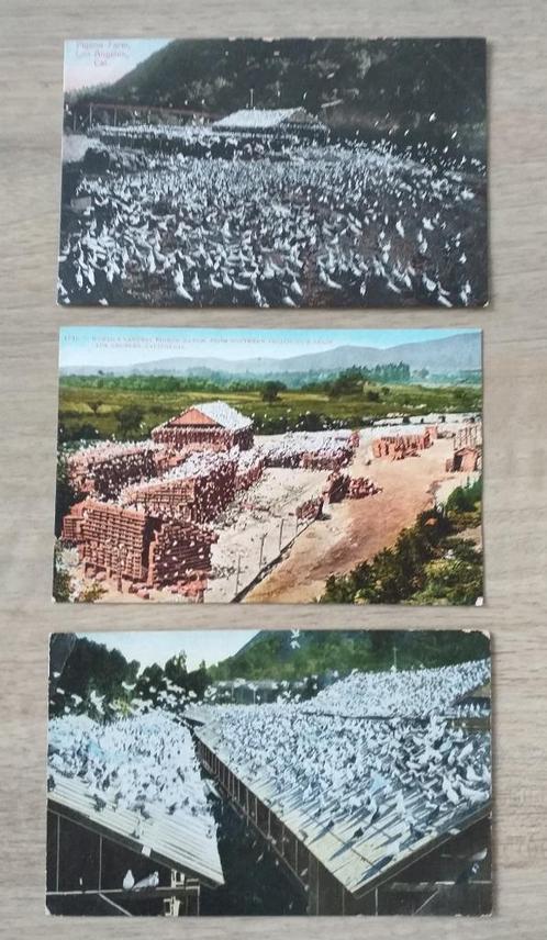 Duiven Ansichtkaart, 3 x Los Angeles Pigeon Farm. 1910., Verzamelen, Ansichtkaarten | Dieren, Ongelopen, Voor 1920, Vogel, Verzenden