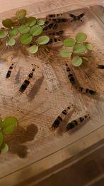 Racoon garnalen - eigen kweek, Kreeft, Krab of Garnaal