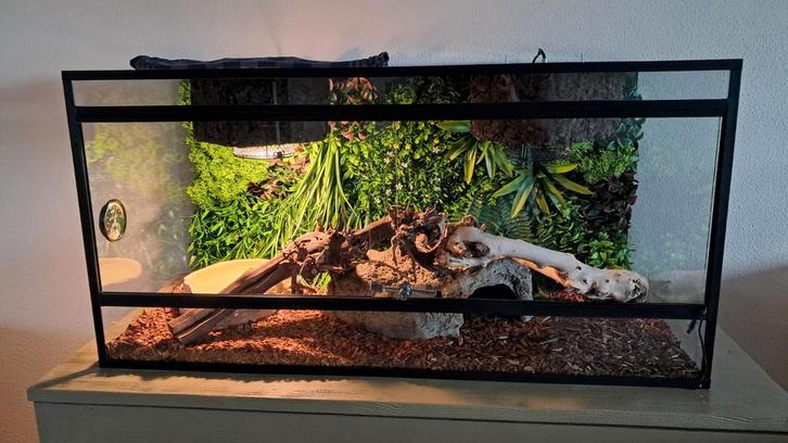 Prachtige ball python inclusief terrarium