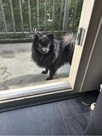 Zwarte Pomeriaan, Rabiës (hondsdolheid), 15 weken tot 1 jaar, Eén hond, Nederland