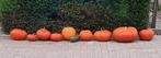 Halloween Pompoenen - Verschillende Maten, Tuin en Terras, Ophalen, Herfst, Groenteplanten