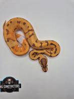Super enchi ultramel pied, Slang, 0 tot 2 jaar