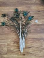 Pauw veren, Huis en Inrichting, Woonaccessoires | Droogbloemen, Ophalen, Zo goed als nieuw