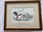 Afbeelding van een Shelduck, Antiek en Kunst, Ophalen
